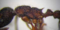 Myrmica bergi