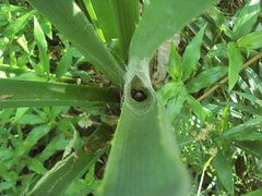 Aglaoctenus oblongus