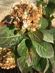 Hydrangea radiata