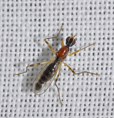 Neria octoannulata