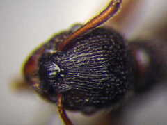 Myrmica bergi