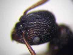 Myrmica bergi