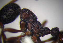 Myrmica bergi