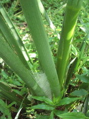 Aglaoctenus oblongus