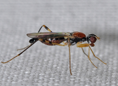 Neria octoannulata