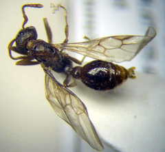 Myrmica bergi