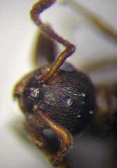 Myrmica bergi
