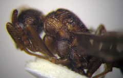 Myrmica bergi