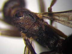 Myrmica bergi