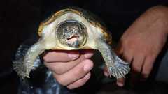 Kinosternon herrerai