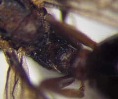 Myrmica bergi