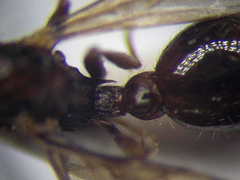Myrmica bergi