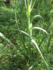 Aglaoctenus oblongus