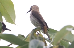 Chalcomitra fuliginosa