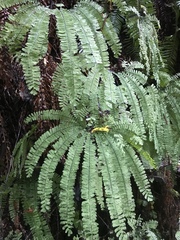Adiantum aleuticum aleuticum