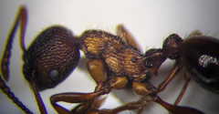 Myrmica bergi