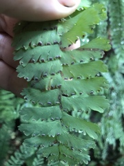 Adiantum aleuticum aleuticum