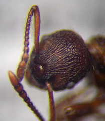 Myrmica bergi