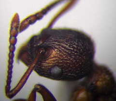 Myrmica bergi