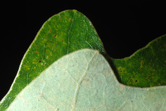 Quercus × stelloides