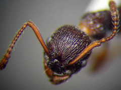 Myrmica bergi