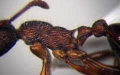 Myrmica bergi