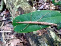 Exocnophila
