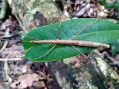Exocnophila