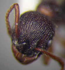Myrmica bergi