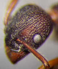 Myrmica bergi