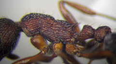 Myrmica bergi