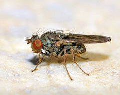 Notiphila riparia