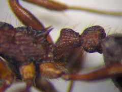 Myrmica bergi