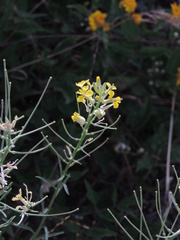 Erysimum maremmanum
