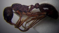 Myrmica bergi