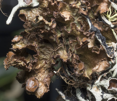 Tuckermanopsis platyphylla