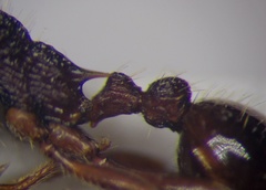Myrmica bergi