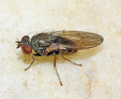Notiphila riparia
