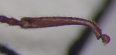 Myrmica bergi