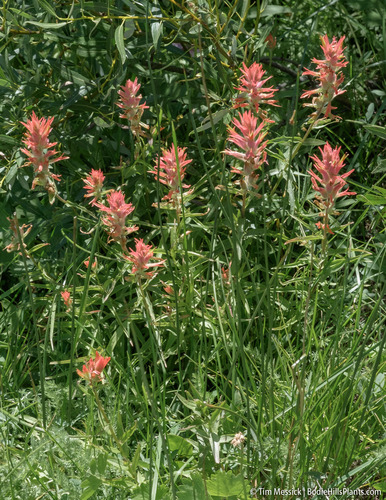 Giant red Indian paintbrush (Castilleja miniata)