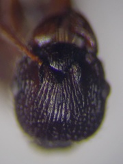 Myrmica bergi