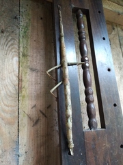 Cladomorphus phyllinus