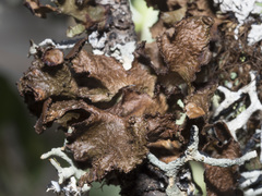 Tuckermanopsis platyphylla