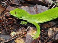 Naultinus punctatus