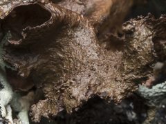 Tuckermanopsis platyphylla