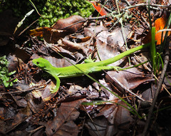 Naultinus punctatus