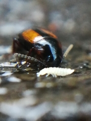 Tachinus subterraneus