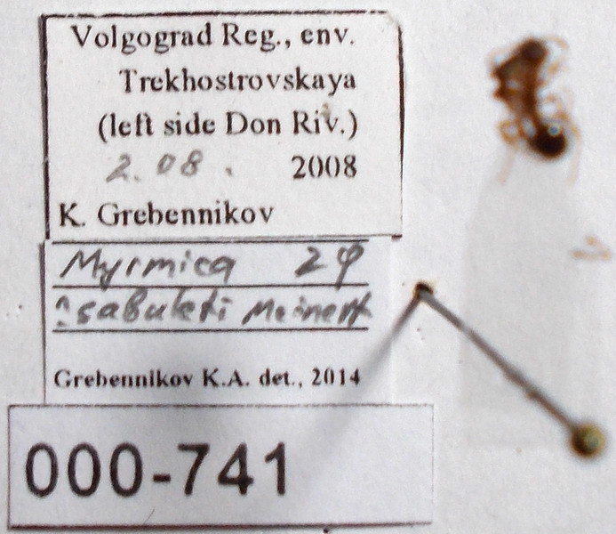 Myrmica curvithorax