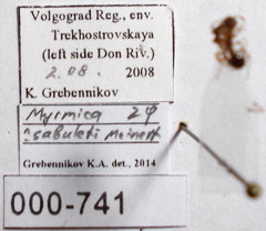 Myrmica curvithorax