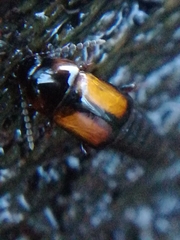 Tachinus subterraneus